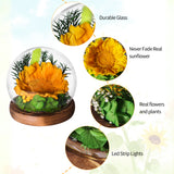 AINYROSE LED Forever Sunflower