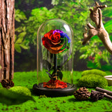 AINYROSE Classic Colorful Forever Rose