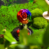 AINYROSE Classic Colorful Forever Rose