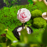 AINYROSE Forever Rose In Glass With Light Pink