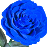 AINYROSE Forever Rose-Black