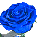 AINYROSE Forever Rose-Purple