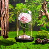 AINYROSE Forever Rose In Glass With Light Pink